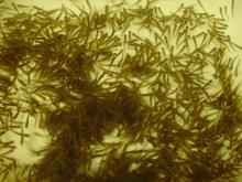Lake trout fry (USFWS)