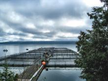 Cage aquaculture operation in Ontario (Image: S. Beaulieu)